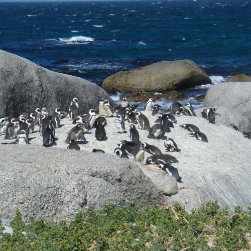 Pinguine am Kap