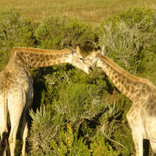 Liebeserklärung unter Giraffen
